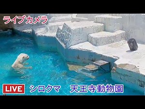 ライブカメラ シロクマ 天王寺動物園 Live camera polar bear Tennoji Zoo