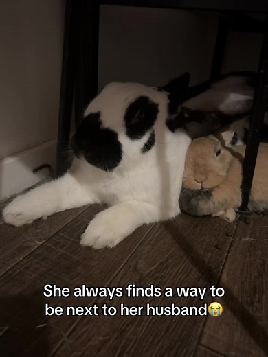 Ciri is in love😌 #animallovers #petlover #bunny #rabbitsoftiktok #fyp | bunny