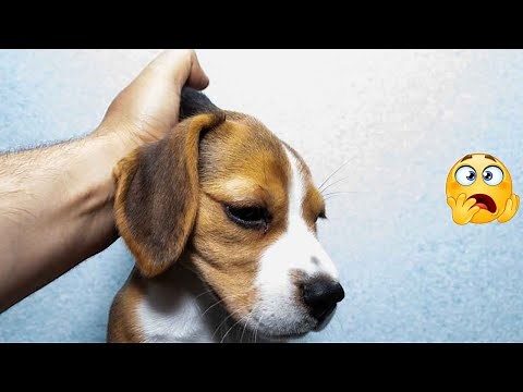 you CAN'T grab a dog's SCRUFF like that