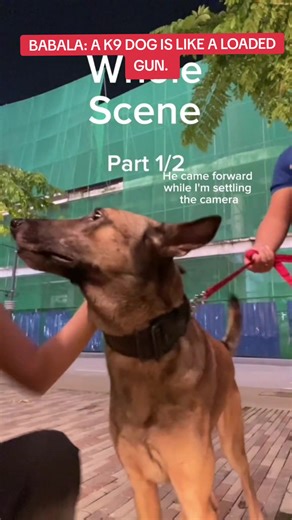 Understanding the Risks: K9 Dogs and Protection Training