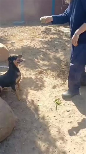 Swellendam Spca on Instagram: "Sweet Willa always overlooked and not shared 😔💕 Sweet WILLA ❤️ SUCH A SPECIAL GIRL !! Breed Dobermann X medium size. Born 7/10 2024 Female ✅️ Dog Friendly 🐕 ❌️ reactive towards cats 🐈 ✅️ WILLA would be a wonderful walking companion🚶‍♂️🚶‍♀️ WILLA was found lost and panicked next to the N2 Cadet Inspector Cobin, who managed to successfully coax her to safety, but she remains unclaimed 😌 Probably product of another negligent/unwanted litter, growing up neglecte