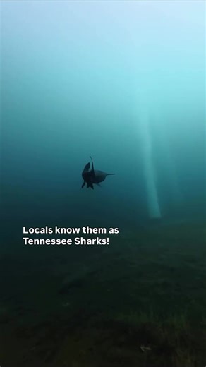 Discover the Friendly Paddlefish Up Close!