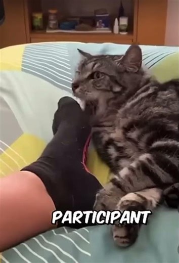 Five reasons why your cat might bite you