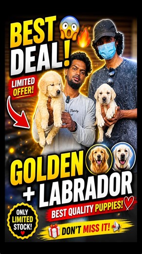 Golden Retriever 🐶 + Labrador Deal 😳🔥 Best Quality Puppies at Unbelievable Offer!