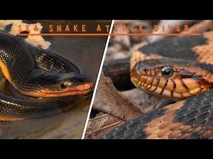 Sea Snake Attack Divers #watersnake