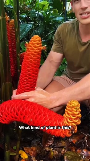 What kind of fruit is this？ #popular #viral #fyp #fypシ #usa_tiktok #f..._fix_000 | InsightLink Page