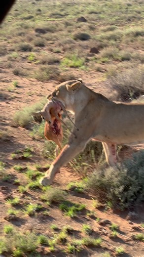 FELIDAE CENTRE on Instagram: "The raw beauty of nature! This morning, during our adventure drive, we had the incredible privilege of witnessing Sharah, our 17-year-old lioness, make a fresh kill. Watching her instincts in action was a humbling reminder of the strength and resilience of these magnificent predators. After the hunt, she wasted no time enjoying her well-earned meal, and we were spoiled to witness the entire moment unfold. What an unforgettable way to start the day! 🦁✨ Explore the h