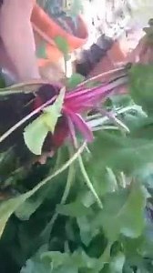 Beets before Beats! | Suzanne Somers