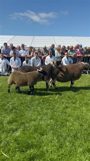 Royal Highland Show 2025 Best Male - W Ramsay & Sons, Milnmark with a two shear Reserve Male - CC MacArthur & Co, Nunnerie with a tup lamb | Blackface Sheep Breeders' Association