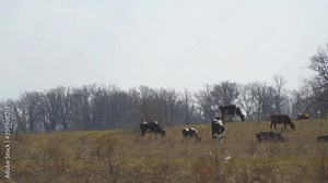 Cows graze in a meadow in early spring