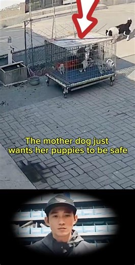 Mother dog protects her puppy , but... #motherdog #animal #short
