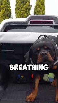 When a Rottweiler Realizes You’re in Danger