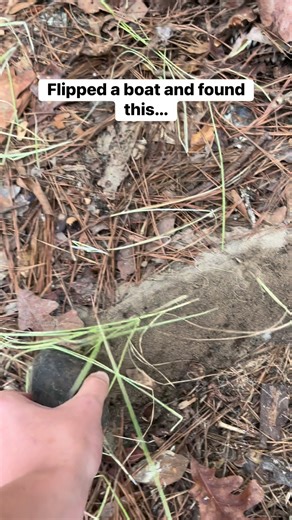 Rainy day herping #herping #snakes #turtles #reels #trend #outdoors #viral #trending #animals #reptiles | East Alabama Reptiles