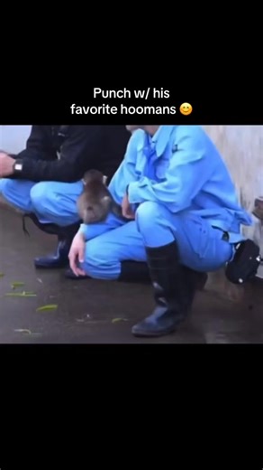 Kosuke Shikano and Shumpei Miyakoshi provided around-the-clock, hand-rearing care after Punch was rejected by his mother shortly after his birth in July 2025. #fblifestylechallenge #fypviralシ #PunchKun #lifestyle #blessed #animals #punch #japan #dailygrind #thankyouforyoursupport | Chan&Pj in Japan