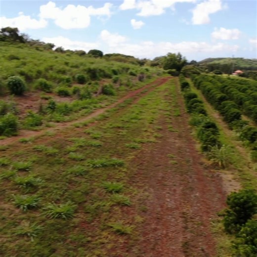 6.7K views · 222 reactions | Planning a visit next week? Discover why our farm tours are a must on Kauai.  Ride through the orchard, meet the people who make it possible, and taste fresh coffee at the Visitors Center. Farm tours are offered Monday through Saturday. Make your reservations online now. https://heyor.ca/5vAsFv | Kauai Coffee Company | Facebook