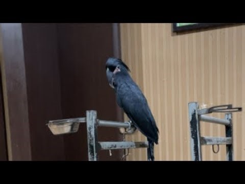 SHARING PERAWATAN PARROT