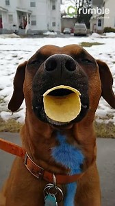 Well-trained doggy makes "duck lips" without breaking potato chips