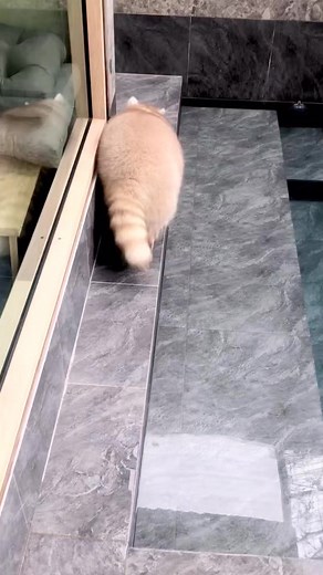 So adorable😍😍😍😍❤️❤️🦝🦝 #raccoon #raccoons #raccoonsofinstagram #trashpanda #raccoonlove #raccoonlife #raccoonlover #wildlife #animals #babyraccoon #cute #rocketraccoon #raccoonbaby #raccoonofinstagram #raccooncafe #raccooneyes #raccoonmemes #nature #mapache #petraccoon #racoon #raccooncity #trashpandas #art #raccoonart #love #cuteanimals #waschb #pet #animal #memes #cuteraccoon #raccoondog #r #animallovers #photography #wildlifephotography #babyraccoons #funny #fox #naturephotography #petso