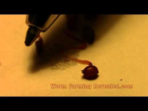 Live Worm Birth Hatching From A Worm Cocoon