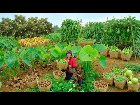 Relax With Harvesting Farm Produce: Taro,Star Apple, Winged Beans, Bottle Gourd, Yardlong Beans,