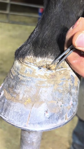 The Art of Farriery: Crafting Horse Hooves