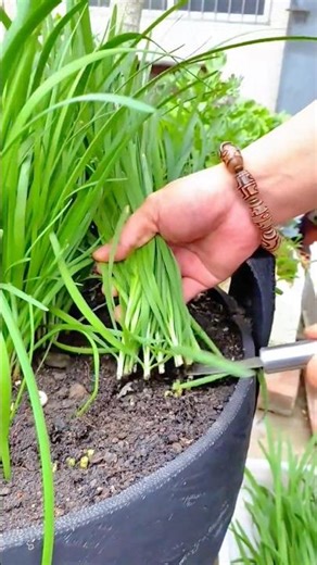 harvesting green onion bunches from soil and gathering fresh stalks for cleaning and preparing use