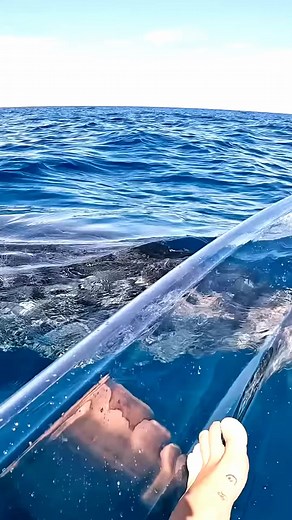 7.2K views · 105 reactions | Transparent kayak hits different.. in deep water... #kayak #whale #ocean #oceanlife #sea #sealife #freediving #oceanadventures #trending #reelsfb | Ocean Explorer | Facebook