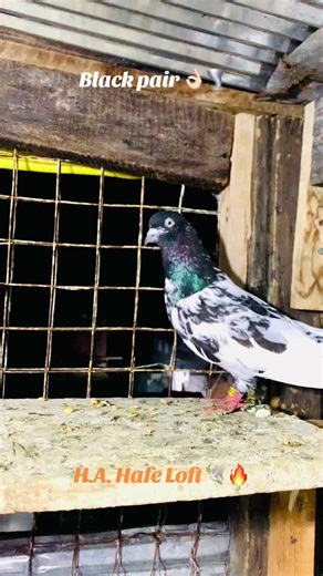 Understanding Pigeon Loft Management Techniques
