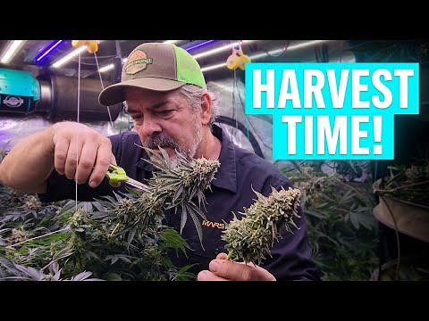 Peach Sherbert OG Partial Harvest | Indoor Grow Progress #MarsHydro
