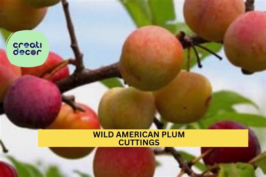 12 Wild American Plum Cuttings | Prunus Americana | Unrooted Edible Native Tree | Wildlife Habitat & Grafting Wood Starter - Etsy