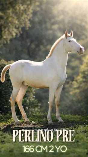 PERLINO PRE 2 AÑOS - 166 CM