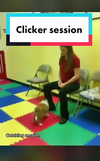 Sheltie Puppy Training Tips: Teaching Your Puppy to Spin