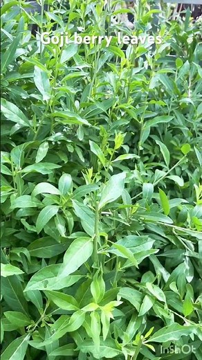 Harvesting goji berry’s tender leaves to use in my cooking. How do you use yours?