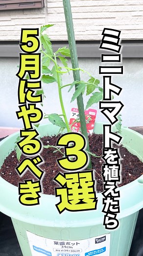 ミニトマトの育て方と予防法：5月にやるべきこと3選