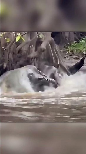 Croc vs Elephant — Insane Clash!