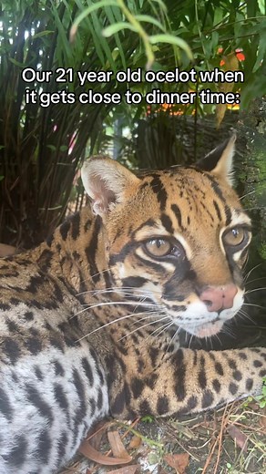 If you can’t tell by her messy beard, Delilah did in fact eat at 4:30 #ocelot #conservation #fyp #foryou