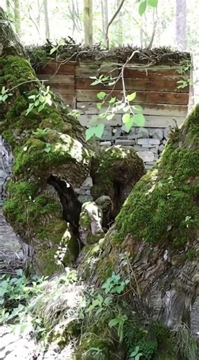 The Spirit of Old Mulberry Tree..🌳🌿 #Shorts