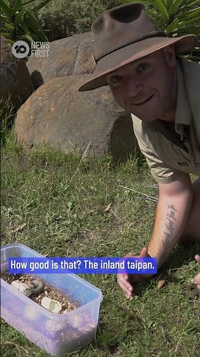 World's Most Venomous Snakes Hatch At Australian Wildlife Park | 10 News First