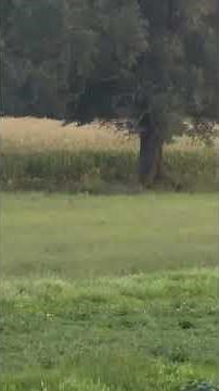 Whitetail Deer running across the field