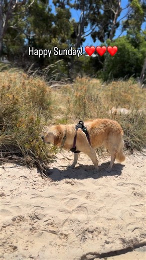 🐾 Need support with understanding dog’s behaviour? You don’t have to figure it out alone. 🐾 Whether you’re dealing with reactivity, anxiety, pulling on lead, or just feeling stuck, we’re here to help you and your dog find understanding, calm, clarity, and better communication. Every dog (and human!) is different, and our work focuses on building trust, understanding, and a strong relationship — not quick fixes or one-size-fits-all solutions. If something doesn’t feel right, trust that instinct