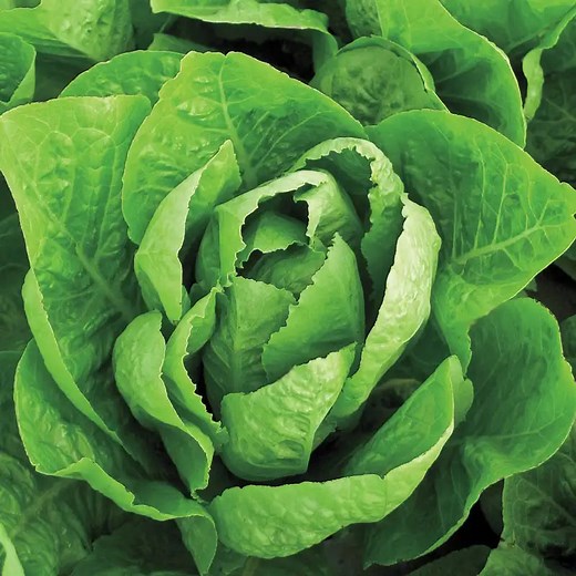Super Jericho Romaine Lettuce Seed