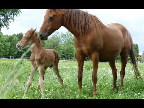 Newborn foal