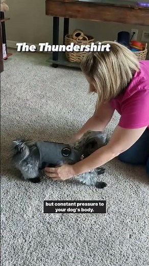 The Thundershirt for Dog Anxiety 😰❤️ #pets #doganxiety