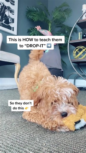 The Puppy Academy on TikTok