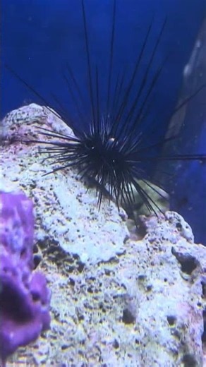 SEA URCHINS HAVE A EYE 👁️ ?!Exploring Pisces Exotica Pet Emporium!