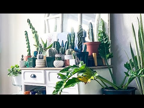 My Complete Cactus Collection! Showing you literally ALL of my cacti!