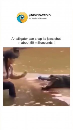How fast can an alligator close its jaws⚡