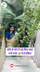 4 Inch Pot 😱 15 Feet Money-plant 😍 Unique Farming | Unique Farming