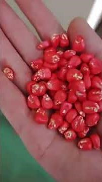 maize seed coating and drying machine seed treatment machine seed dressing #seed #coating #agri