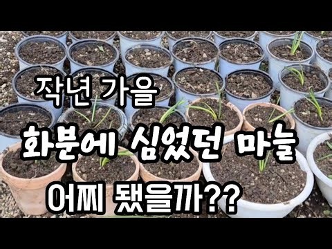 What happened to the garlic planted in a pot?